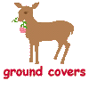 Ground Covers deer don't eat