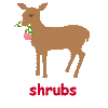 Shrubs deer don't eat